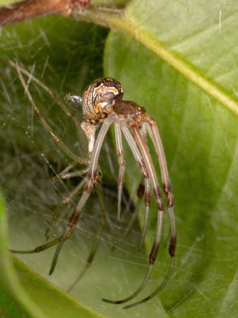 Small Brown Widow of the species Latrodectus geometricus