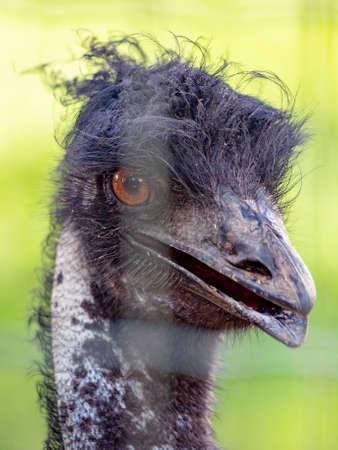 emu of the species Dromaius novaehollandiae, the second-largest living bird by heightの写真素材