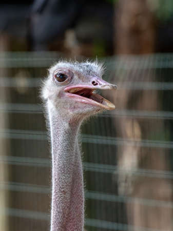greater rhea of the species American Rheaの写真素材