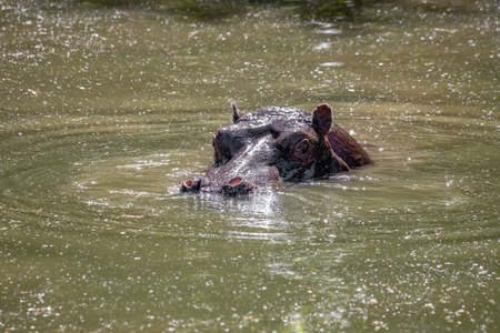 Hippopotamus of the species Hippopotamus amphibius in the water