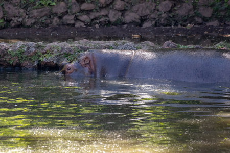 Hippopotamus of the species Hippopotamus amphibius in the water