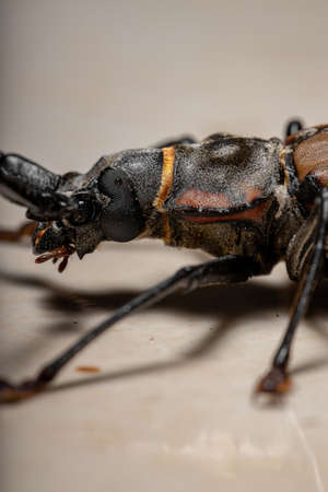 Adult Giant Imperious Sawyer of the species Enoplocerus armillatus with selective focus