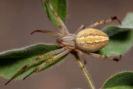 Grass Neoscona Spider of the species Neoscona moreliの写真素材