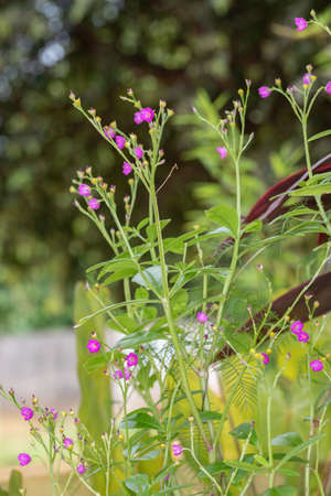 Fame flower plant of the species Talinum fruticosum
