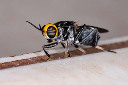 Adult Soldier Fly of the Genus Cyphomyiaの写真素材
