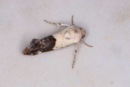 Adult Cutworm Moth of the tribe Acontiiniの写真素材