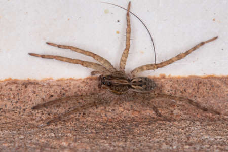 Small Wolf Spider of the Family Lycosidae