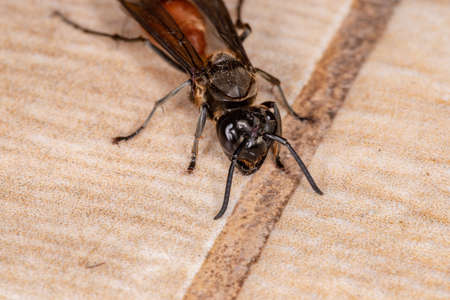 Long-waisted Honey Wasp of the species Polybia dimidiata