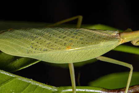 Female Adult Unicorn Mantis of the species Parastagmatoptera unipunctata on a hibiscus plant with...