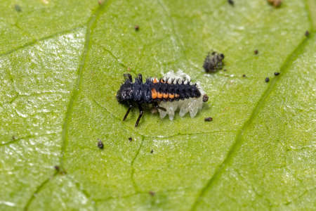 Asian Lady Beetle Larvae of the species Harmonia axyridis eating aphids on a hibiscus plantの写真素材