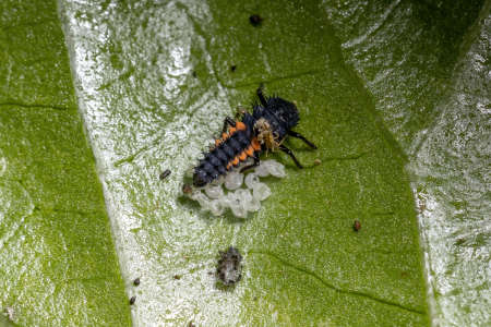 Asian Lady Beetle Larvae of the species Harmonia axyridis eating aphids on a hibiscus plantの写真素材