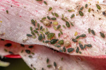 Melon Aphid Insects of the species Aphis gossypii on a Hibiscus plant