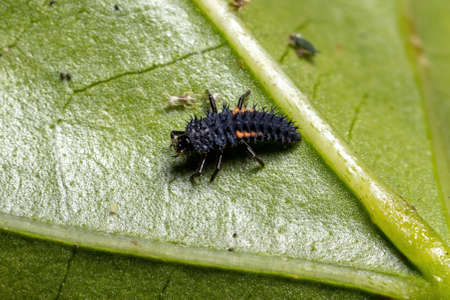 Asian Lady Beetle Larvae of the species Harmonia axyridis eating aphids on a hibiscus plantの写真素材