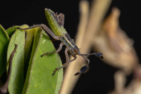 Leaf-footed Bug Nymph of the species Athaumastus haematicus