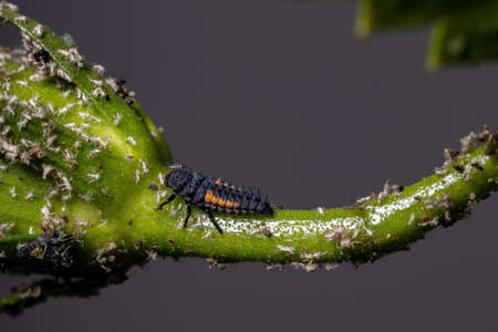 Asian Lady Beetle Larvae of the species Harmonia axyridis eating aphids on a hibiscus plant