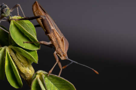 Adult Leaf-footed Bug of the species Athaumastus haematicus