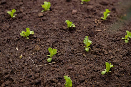 Small lettuce seedlings grown in soil