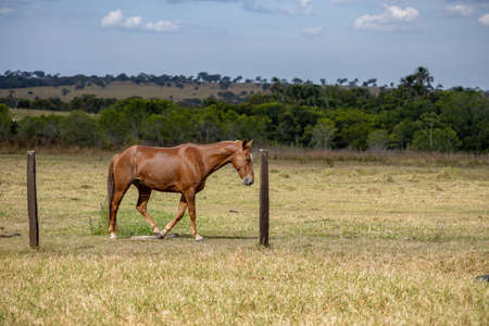 Horse resting in a pasture area of â€‹â€‹a Brazilian farm with selective focus