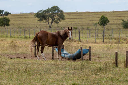 Horse resting in a pasture area of ââa Brazilian farm with selective focusの写真素材