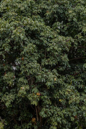 Brazilian Provision Tree of the species Pachira aquatica