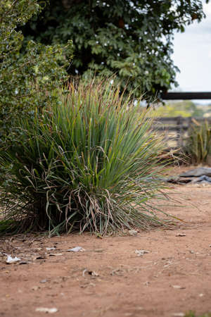 Lemon Grass plant of the species Cymbopogon citratus with selective focusの写真素材