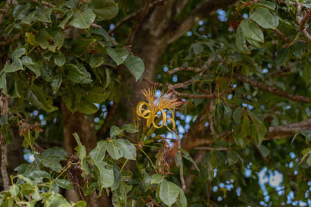 Brazilian Provision Tree of the species Pachira aquatica