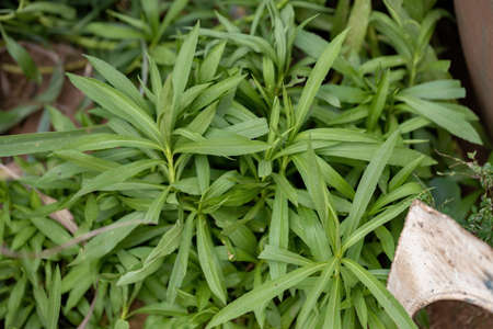 Anise Goldenrod Plant of the species Solidago chilensis with selective focus