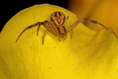 Small Crab Spider of the Family Thomisidaeの写真素材