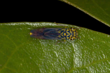 Adult Typical Leafhopper of the species Dilobopterus costalimai
