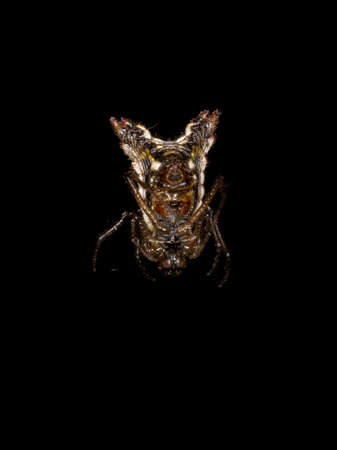 Small Orbweaver Spider of the species Flat Micrathenaの写真素材