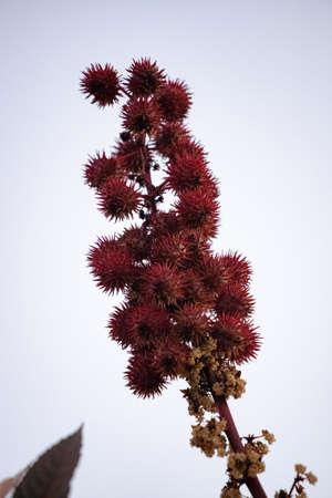 Red Bean Bean Plant of the species Ricinus communisの写真素材