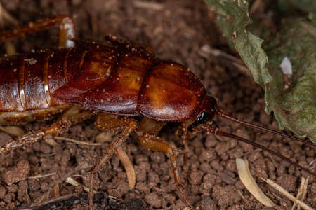 American Cockroach Nymph of the species Periplaneta americanaの写真素材