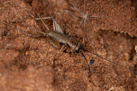 Small Field Cricket of the Tribe Modicogryllini