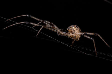 Female Adult Brown Widow of the species Latrodectus geometricus