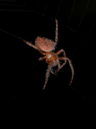 Small red Typical Orbweaver of the species Eriophora edax