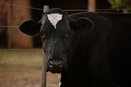 Adult cow in a Brazilian farm with selective focus