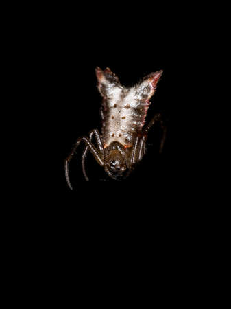 Small Orbweaver Spider of the species Flat Micrathenaの写真素材