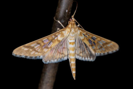 Orange Epipagis Moth of the species Epipagis fenstralis