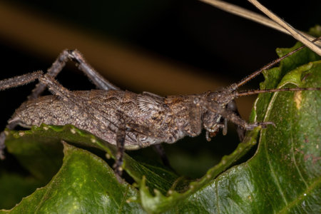 True Katydid Nymph of the Subfamily Pseudophyllinae