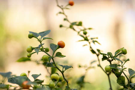 Pepper plants with fruits with selective focusの写真素材