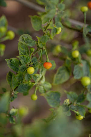 Pepper plants with fruits with selective focusの写真素材