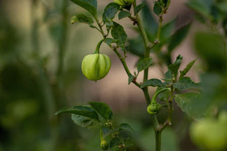 Pepper plants with fruits with selective focus