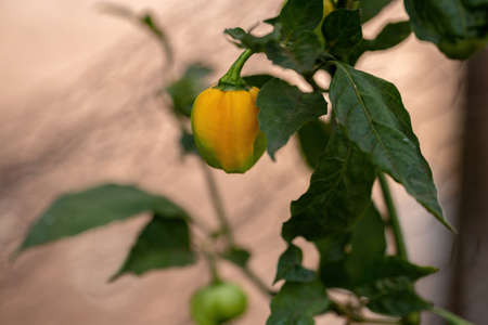 Pepper plants with fruits with selective focus