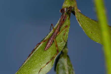 Small Mantid Nymph of the Family Mantidae