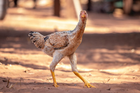 domestic animal chicken of the subspecies Gallus gallus domesticusの写真素材
