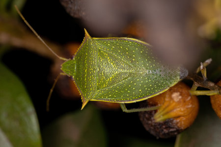 Adult Stink Bug of the Genus Loxa
