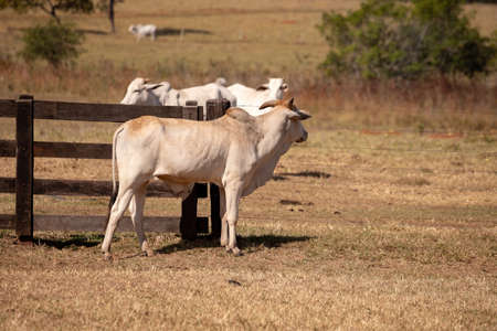 Adult cow in a Brazilian farm with selective focusの写真素材