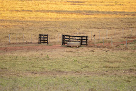 Typical Brazilian cattle ranching pasture fields