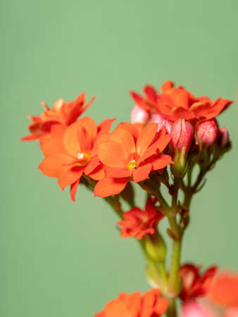 Flaming Katy Red Flower of the species Kalanchoe blossfeldiana with selective focusの写真素材