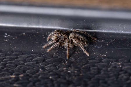 Small Jumping Spider of the Genus Tullgrenella